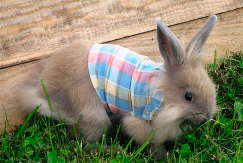 Пошив мини-футболок для кроликов: процесс пошёл - превью